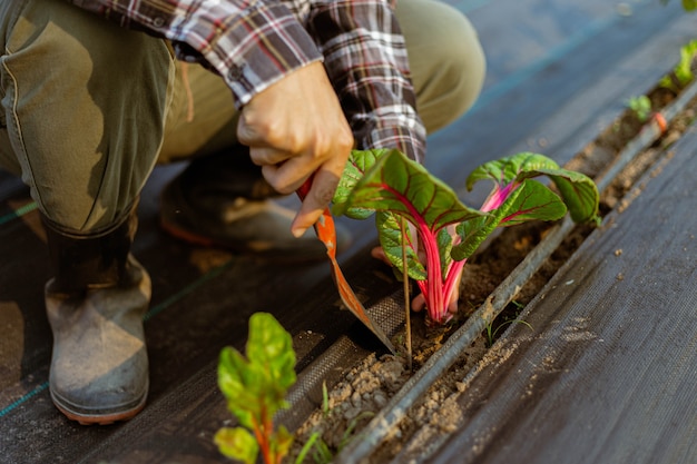 Gartenkonzept ein junger männlicher Gärtner, der sich um ein Gemüse kümmert, indem er den Boden um die Pflanze schaufelt.