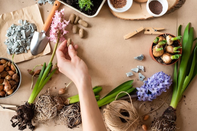 Gartenkonzept mit Frühlingsblumen Hyazinthen Gartengeräte Hintergrund Flach lag auf Bastelpapier