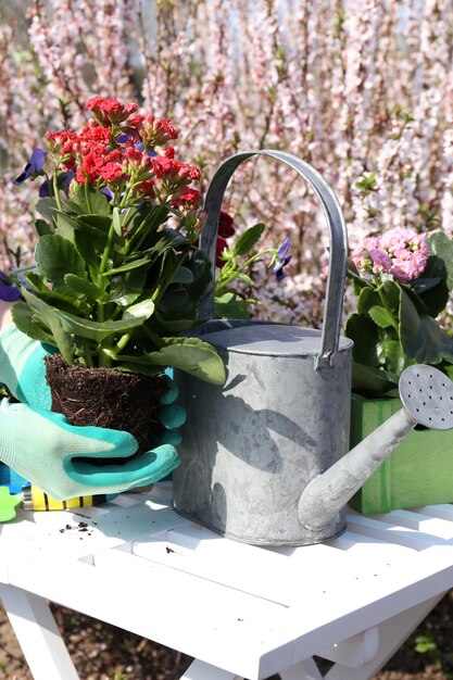 Gartenkonzept schöne Blumen im Garten mit Sonnenlicht