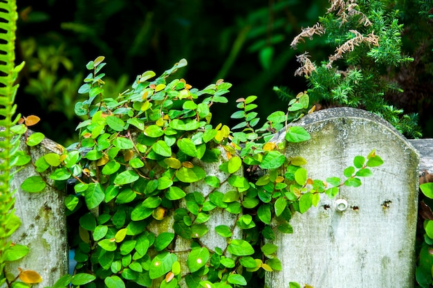 Gartenmauer mit grüner und frischer Schlingpflanze bewachsen