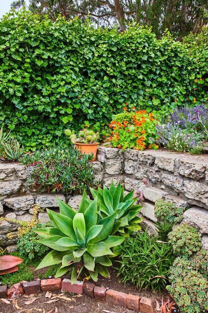 Gartenmauer mit Sukkulenten an der Unterseite und einer Vielzahl von Blumen an der Oberseite mit grüner Efeu-Mauer