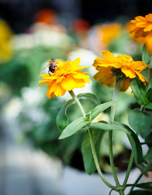 Gartenoase Frische Blumen aus der Gärtnerei