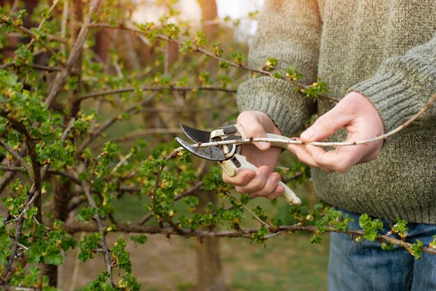 Gartenpflanzen im Frühling beschneiden