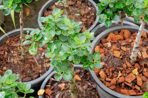 Gartenpflanzen Natur Hintergrund der grünen Blätter, Stock-Foto