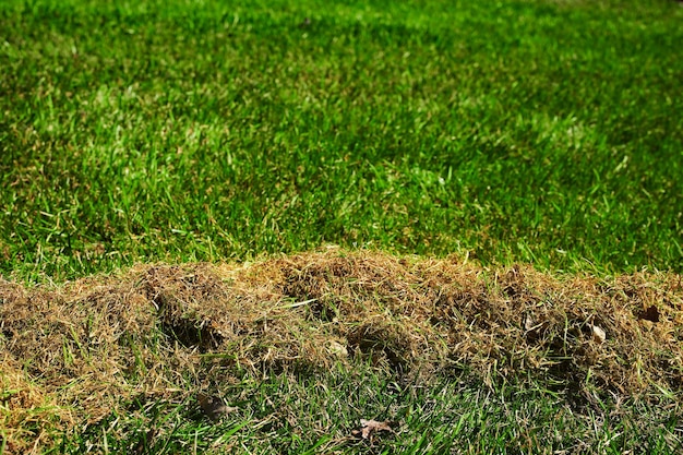 Gartenreinigung Harken von trockenem Gras im Garten im zeitigen Frühjahr Foto in hoher Qualität