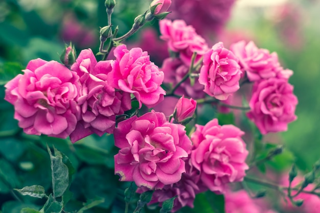 Gartenrosen, Rosenbusch, rosa Blumen im Garten, Sommer