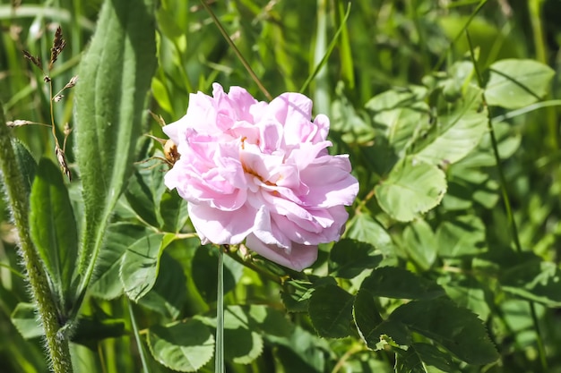 Gartenrosenhintergrund Schöne Blumen im hellen Sonnenlicht