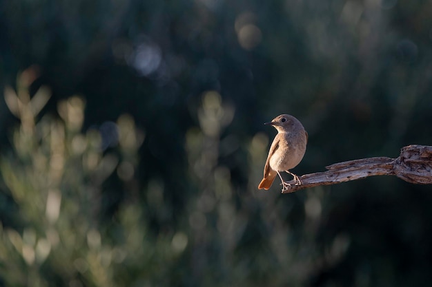 Gartenrotschwanz Phoenicurus Phoenicurus Cordoba Spanien