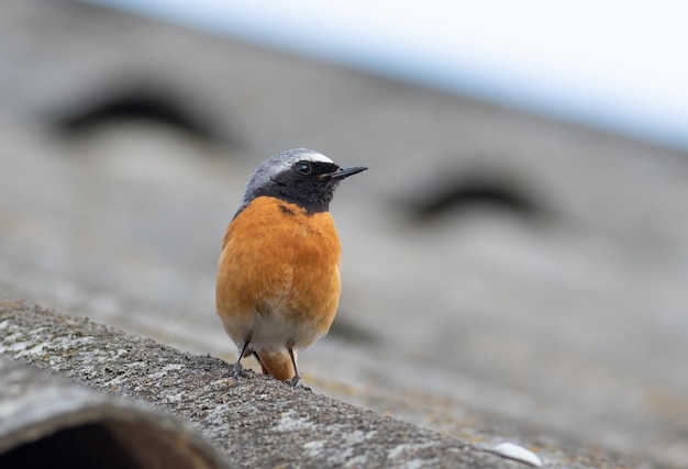 Gartenrotschwanz Phoenicurus phoenicurus Ein männlicher Vogel sitzt auf dem Dach eines Hauses