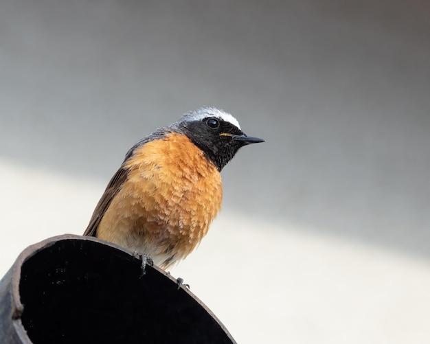 Gartenrotschwanz Phoenicurus phoenicurus Ein Vogel sitzt auf einem Rohr, das aus der Hauswand kommt