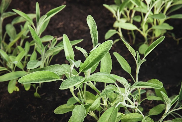 Gartensalbeipflanzen Salvia officinalis wächst im Sommerkräutergarten