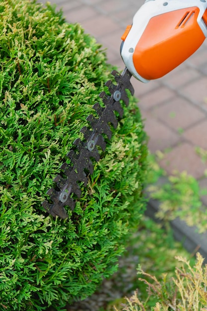 Gartenschere trimmen grünen Busch Arbeiten im Garten