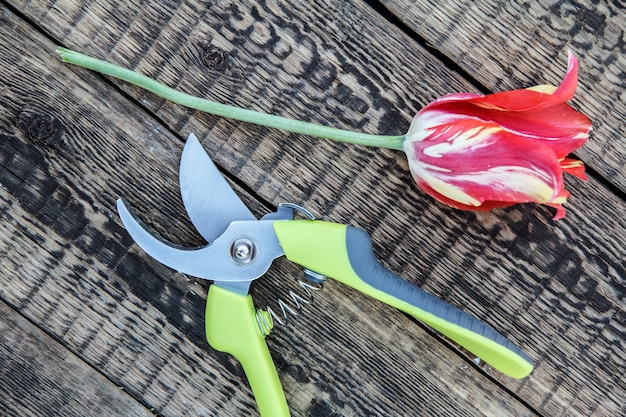 Gartenschere und geschnittene Tulpe auf Holzbrett. Gartengeräte und -geräte