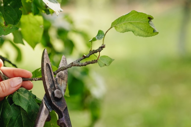 Gartenscheren schnitten den Garten, Nahaufnahme von Scheren, Kopienraum ab