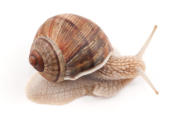 Gartenschnecke auf weißem Hintergrund