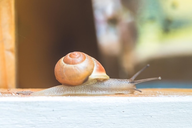 Gartenschnecke im eigenen Garten hautnah