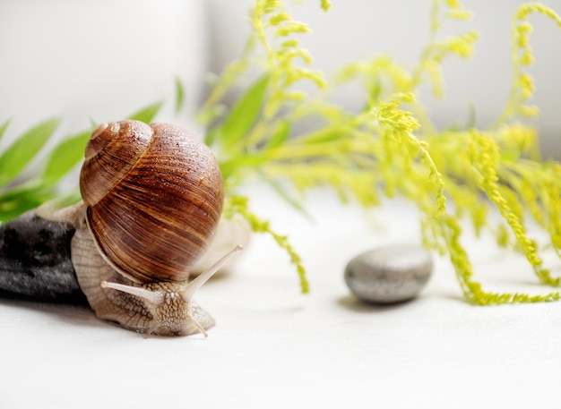 Gartenschnecke mit süßen Hörnern auf dem Kopf, die langsam kriecht