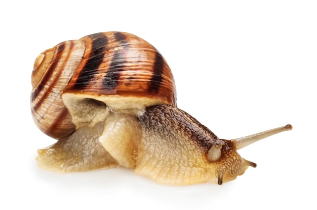 Gartenschnecke vor weißem Hintergrund. Beschneidungspfad