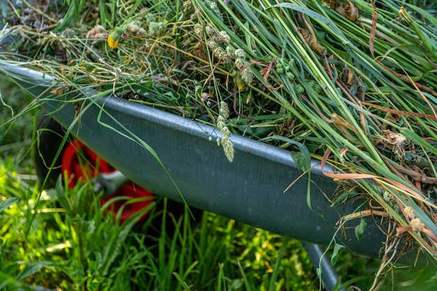 Gartenschubkarre aus Metall gefüllt mit Unkrauternte