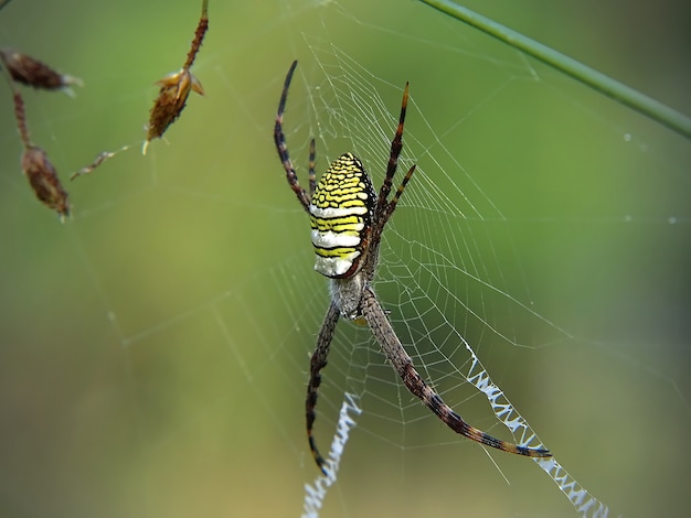 Foto gartenspinne bekannt als argiope amoena