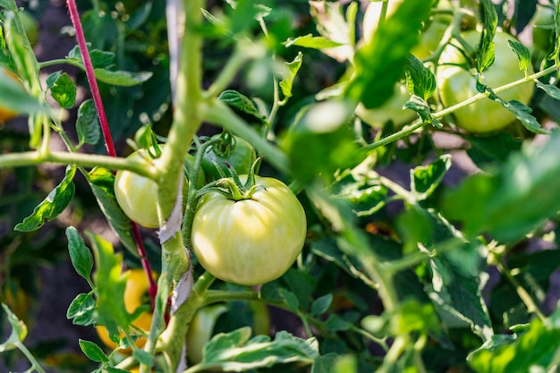 Gartentomaten auf dem Busch. Anbau natürlicher Tomaten unter natürlichen Bedingungen ohne Peszide.