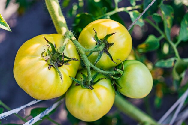 Gartentomaten auf dem Busch. Anbau natürlicher Tomaten unter natürlichen Bedingungen ohne Peszide.