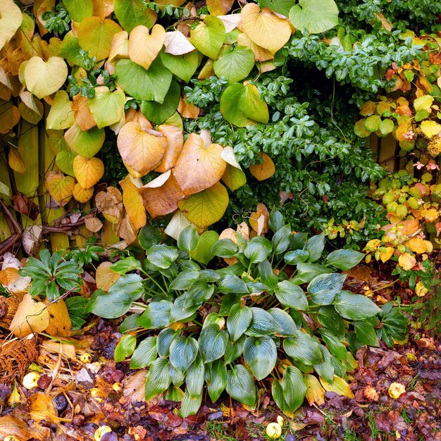 Gartenträume Eine Reihe wunderschöner Gartenfotos