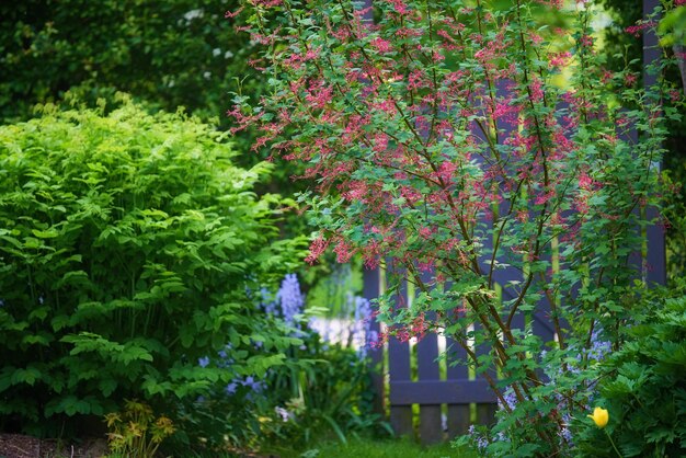 Gartenträume Eine Reihe wunderschöner Gartenfotos