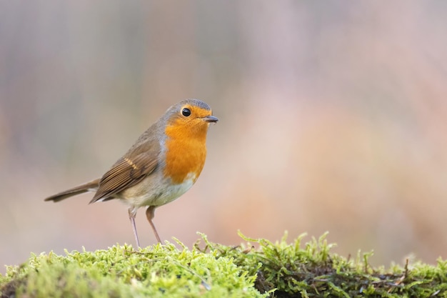 Gartenvögel Robin Erithacus rubecula sitzt auf Moos