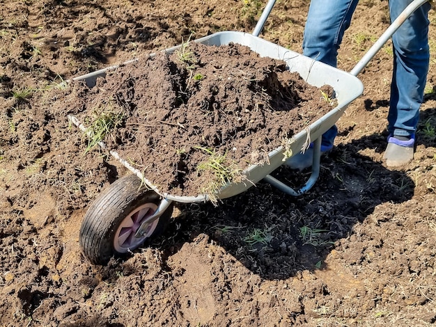 Gartenwagen aus Metall im Garten Gartenarbeiten im Teil des Blumengartenkonzepts der Landwirtschaft und GartenarbeitArbeiten Sie im Frühling beim Pflanzen von Setzlingen auf dem Blumenbeet und dem Karren in einem Park