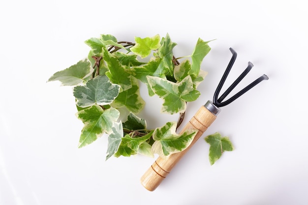 Gartenwerkzeugrechen mit Efeu auf weißem Glas