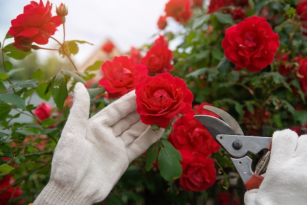 Gartenwerkzeugschere in den Händen vor dem Hintergrund einer üppigen Buschblüte aus roten Rosen