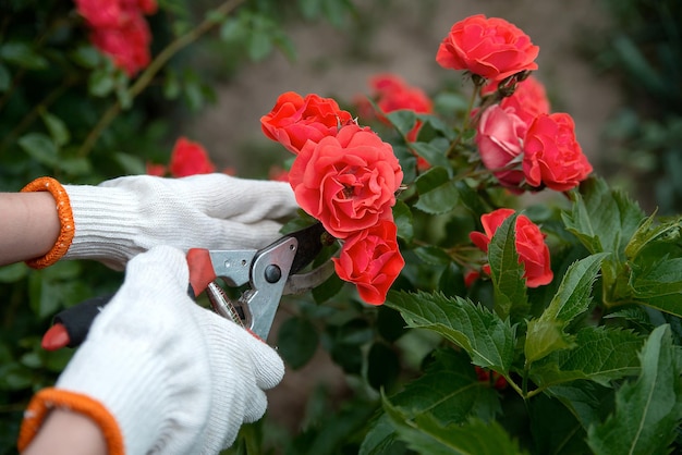 Gartenwerkzeugschere in den Händen vor dem Hintergrund einer üppigen Buschblüte aus roten Rosen