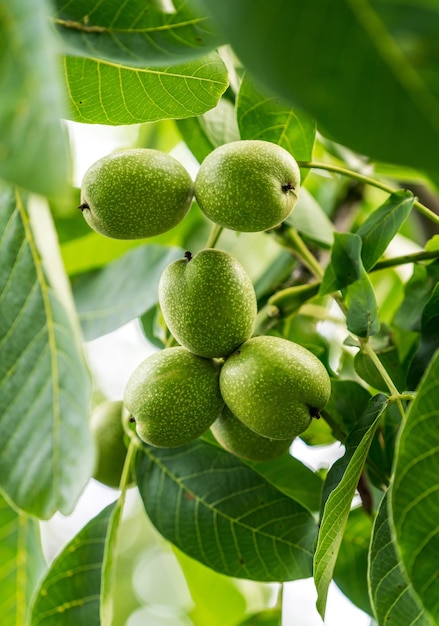 Gartenzweig von Bio-Nüssen Frische Nüsse auf sommergrünen Blättern