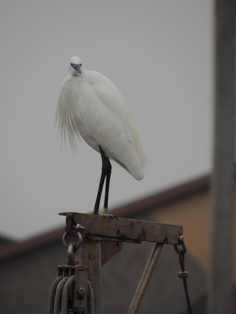 Foto la garza se alza en el metal contra el cielo