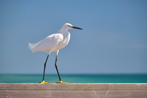 Garza blanca ave marina salvaje también conocida como gran garceta en la playa en verano