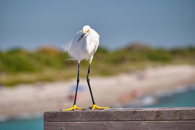 Garza blanca ave marina salvaje también conocida como gran garceta en la playa en verano