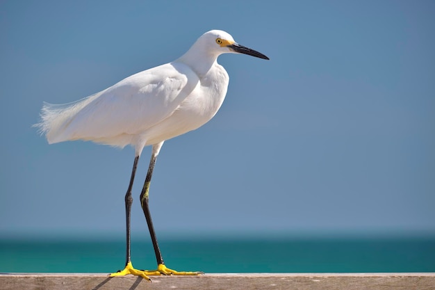 Garza blanca ave marina salvaje también conocida como gran garceta en la playa en verano