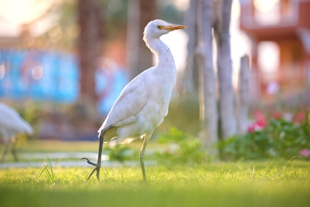 La garza blanca, ave silvestre también conocida como Bubulcus ibis, camina por el césped verde en verano.