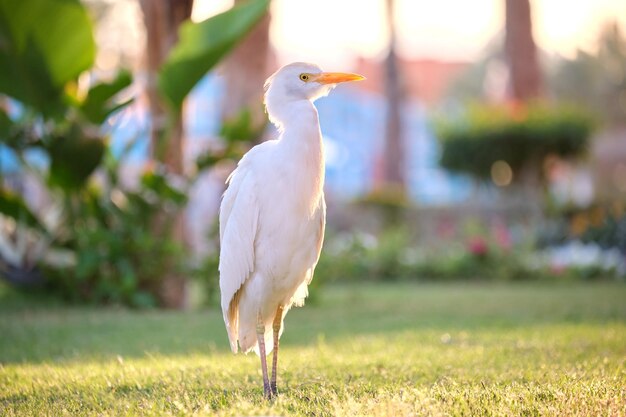 La garza blanca, ave silvestre también conocida como Bubulcus ibis, camina por el césped verde en verano