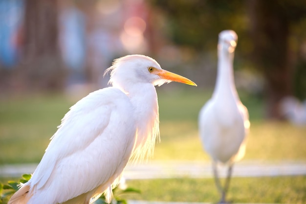 Foto la garza blanca, ave silvestre también conocida como bubulcus ibis, camina por el césped verde en verano.