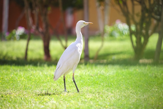 Foto la garza blanca, ave silvestre también conocida como bubulcus ibis, camina por el césped verde en verano.