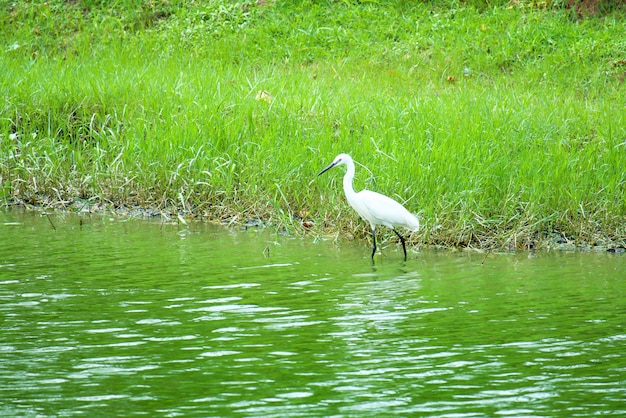 Garza blanca (Bittern, garceta) colocándose en el río y buscando a la víctima con la hierba verde.