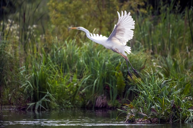 Garza blanca a la caza junto al lago