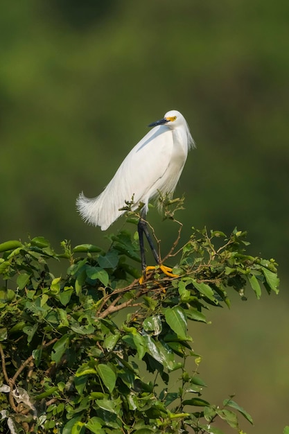 Garza blanca encaramada en la vegetación Pantanal Brasil