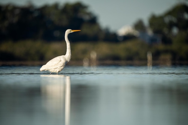 Garza blanca y garza en un lago al atardecer en Australia