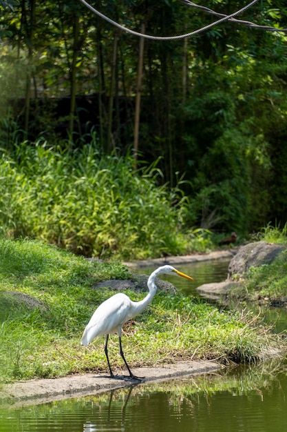 Una garza blanca en un lago puedes ver el reflejo de la garza en el agua verde del lago y la vegetación alrededor de México