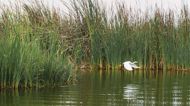 Garza Blanca pájaro volando sobre una laguna rodeada de plantas de totora en Pantanos de Villa Chorrillos Lima Perú