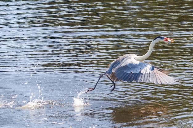 Garza blanca en el Pantanal brasileño