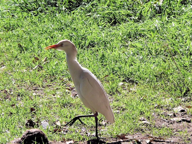 Garza blanca pescando en el río